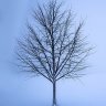 TreePerson